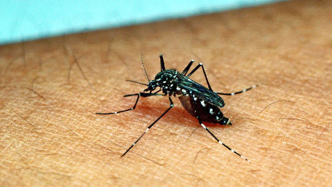 আগস্ট শেষে ডেঙ্গু কমার আশা স্বাস্থ্য অধিদপ্তরের