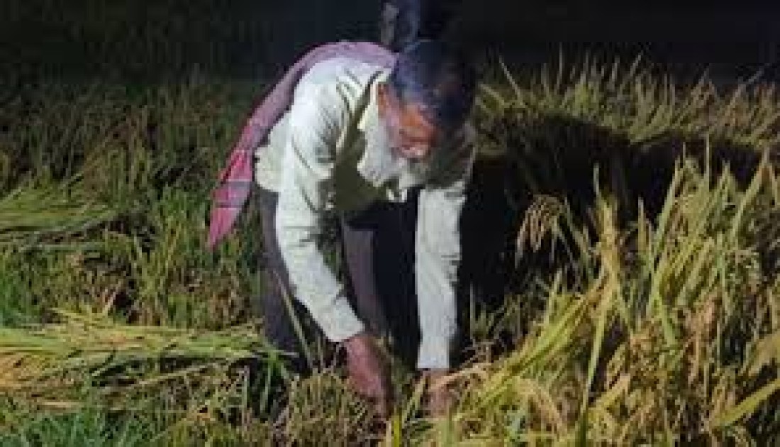 রাতের বেলা ধান কাটছেন শরীয়তপুরের চাষিরা